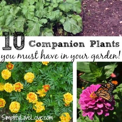 Build a Healthy Garden Soil! | Homemade Food Junkie